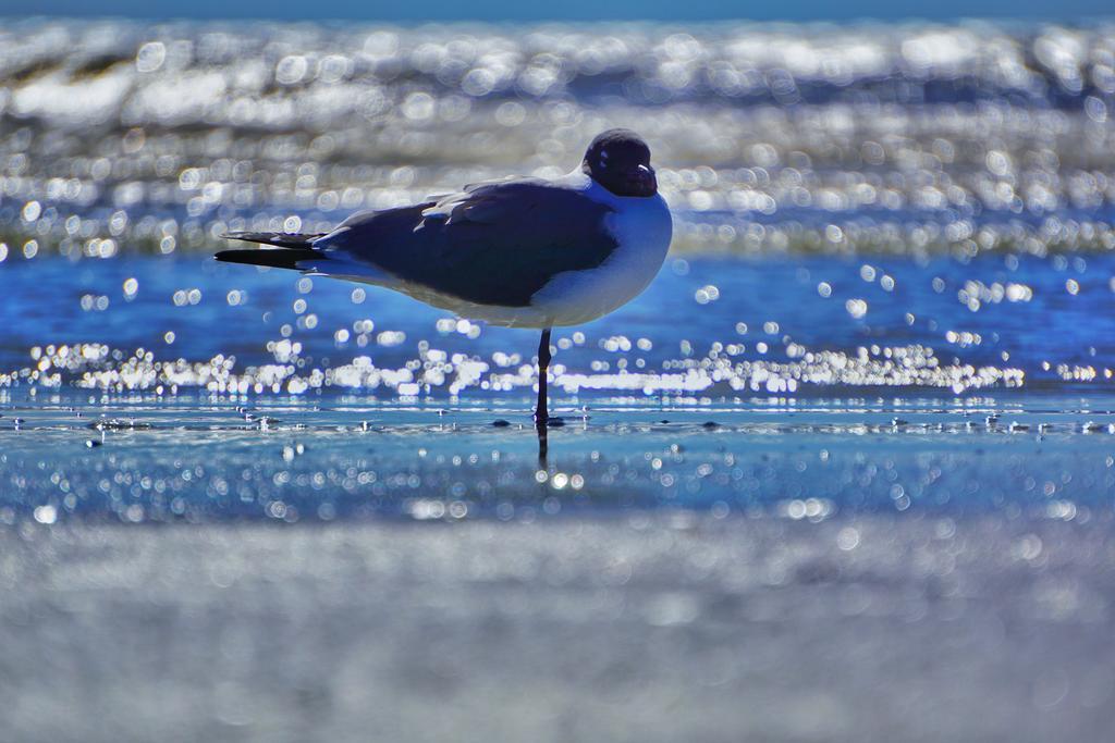 Four Seasons On The Gulf Villa Galveston Dış mekan fotoğraf